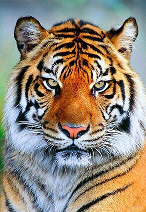 Литературная викторина «Тигрёнок, тигр, тигрище» к Международному дню тигра